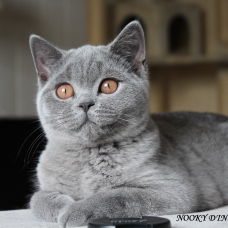 Image pour l'annonce chatons british shorthair LOOF