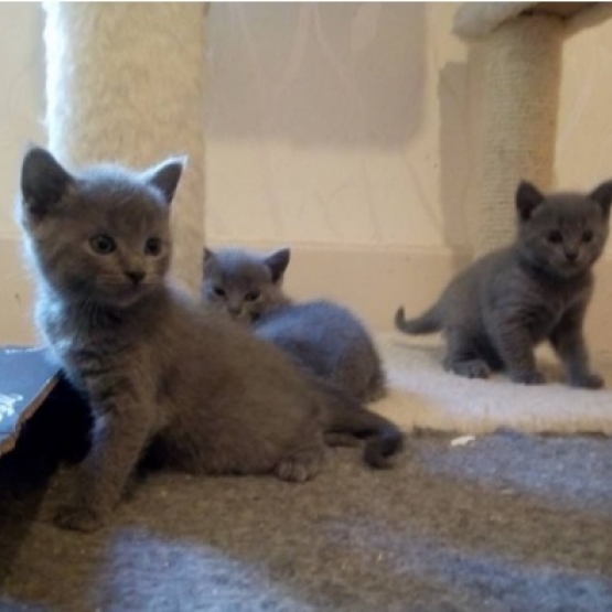 Image pour l'annonce 2 chatons gris  à donner