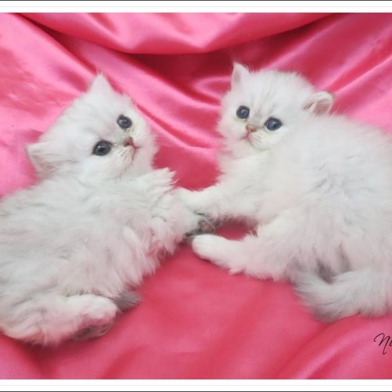Image pour l'annonce Chatons persan femelles Chinchilla Loof
