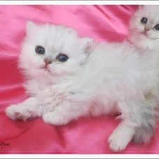 Image pour l'annonce Chatons persan femelles Chinchilla Loof