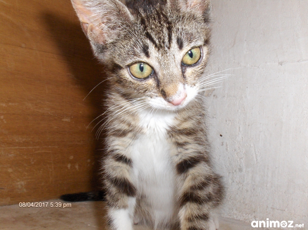 Adorable chaton femelle gris tigré blanc à adopter sur Marseille BouchesduRhône (13) GRATUIT