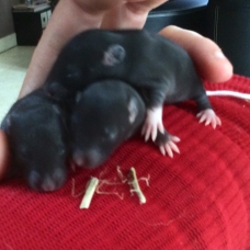 Image pour l'annonce Donne adorables Rats, 6 semaines