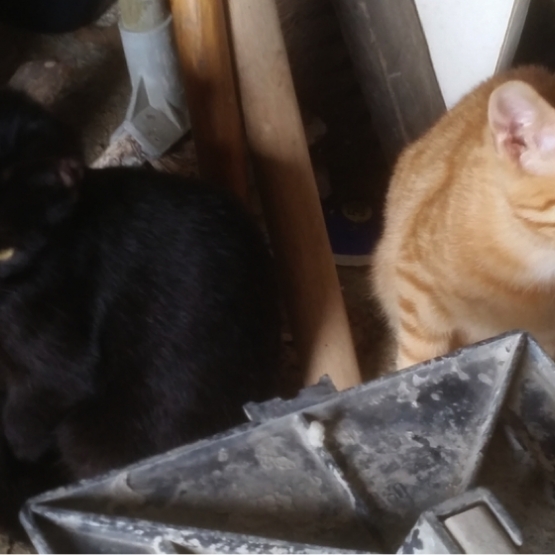 Image pour l'annonce Donne chatons sur St julien de Concelles