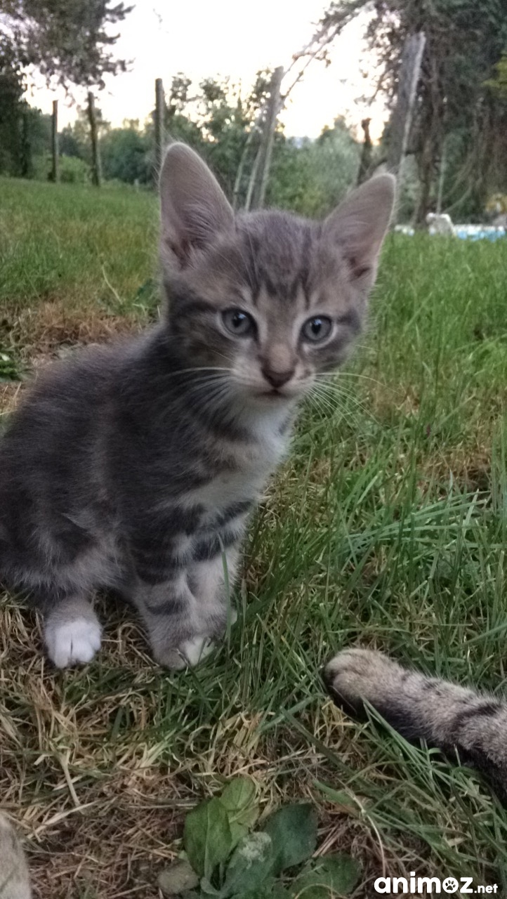 Chaton à donner Isère (38) GRATUIT sur