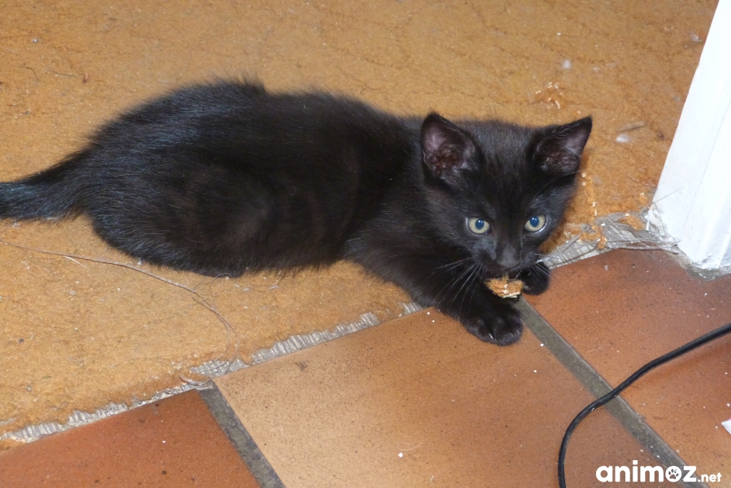 Résultat de recherche d'images pour "chaton noir"