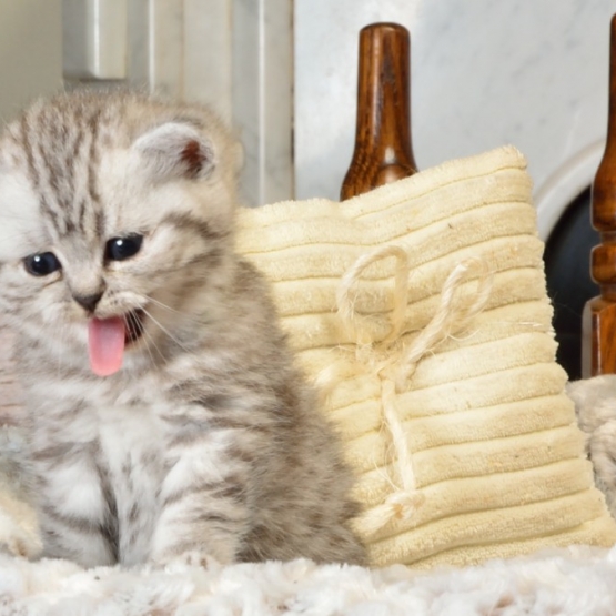 Image pour l'annonce Vend 1 chatons British shorthair