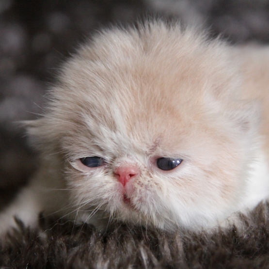 Image pour l'annonce chatons persans creme et blanc a reserver