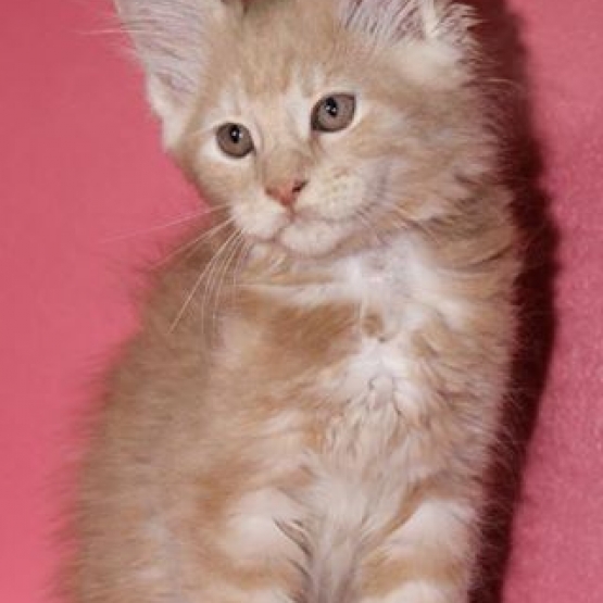 Image pour l'annonce chatons MAINE COON LOOF