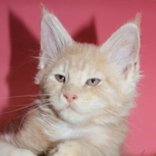 Image pour l'annonce chatons MAINE COON LOOF