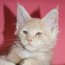 Image pour l'annonce chatons Maine coon LOOF