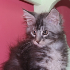 Image pour l'annonce chatons Maine coon LOOF