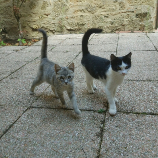 Image pour l'annonce deux chatons très amicales