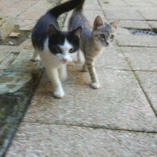 Image pour l'annonce deux chatons très amicales