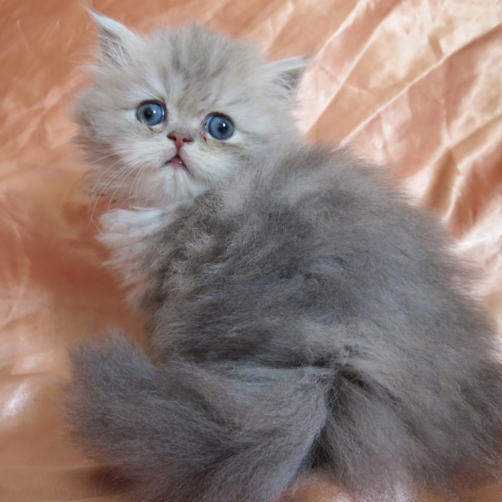 Image pour l'annonce Magnifiques chatons persan mâles
