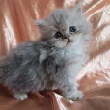 Image pour l'annonce Magnifiques chatons persan mâles