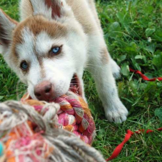 Image pour l'annonce chiots à l'adoption husky sibérien