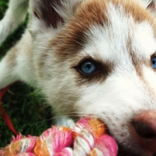 Image pour l'annonce chiots à l'adoption husky sibérien