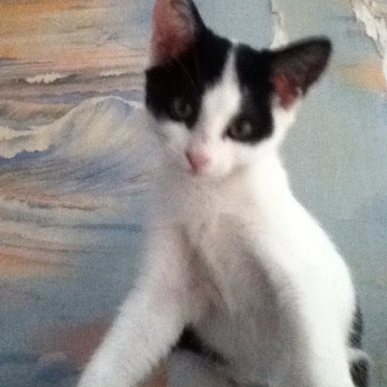 Image pour l'annonce a adopter 2 chatons