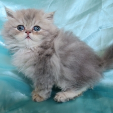 Image pour l'annonce Magnifique chaton persan Loof
