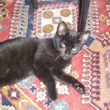 Image pour l'annonce chaton noir