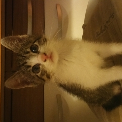 Chat gratuit lyon