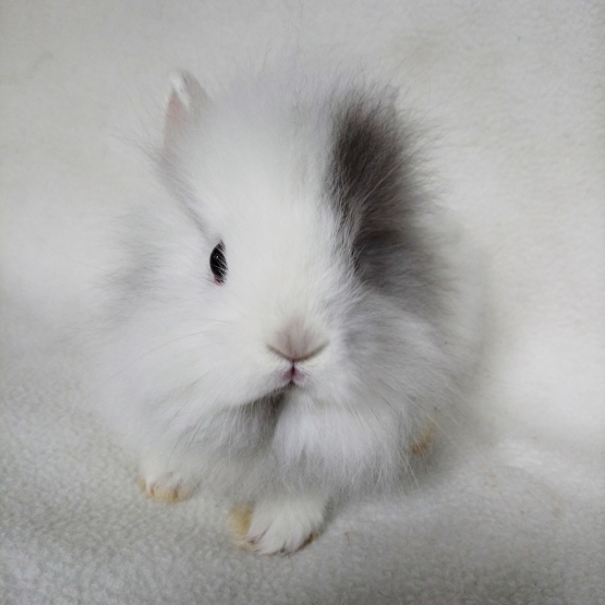Image pour l'annonce bébés lapins nains diverses races disponibles