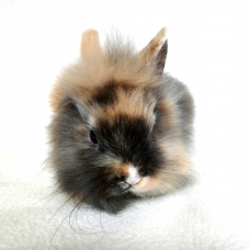 Image pour l'annonce bébés lapins nains diverses races disponibles