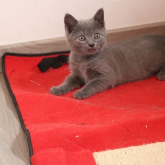 Image pour l'annonce adorables chatons gris  de 3 mois
