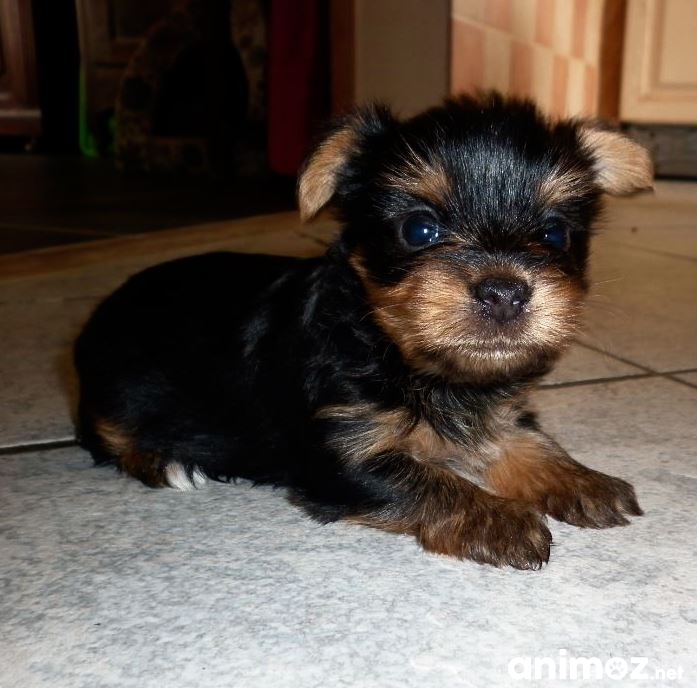Male bb mini yorkshire Toy LotetGaronne (47) sur