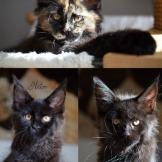 Image pour l'annonce 3 chatons maine coon LOOF - Chatterie Terra Coon's