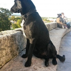Image pour l'annonce Donne chien noir croisé berger et labrador