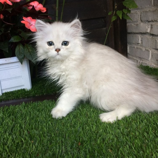 Image pour l'annonce Don chaton persan persan chinchilla aux yeux verts