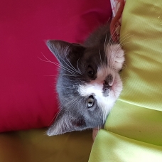 Image pour l'annonce Donne adorable petit chaton (femelle)