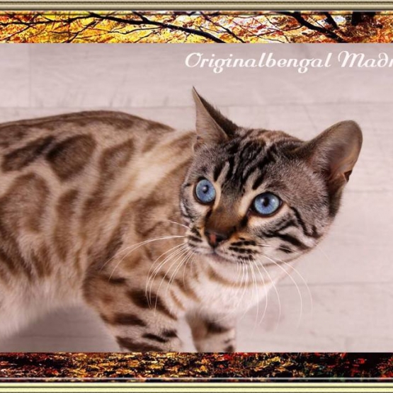 Image pour l'annonce chatons bengal brown rosette disponible