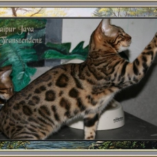 Image pour l'annonce chatons bengal brown rosette disponible