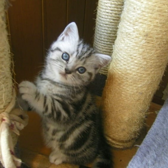 Image pour l'annonce Superbes chatons tigrés  à adopter