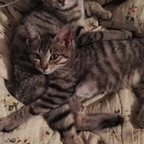 Image pour l'annonce Donne deux chatons femelles