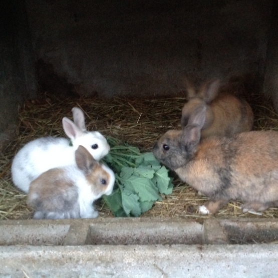 Image pour l'annonce Vends lapins nains