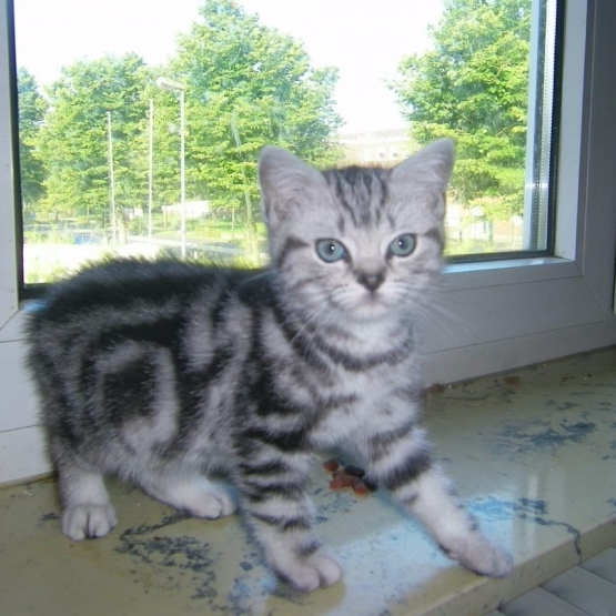 Image pour l'annonce Jolis chatons à adopter