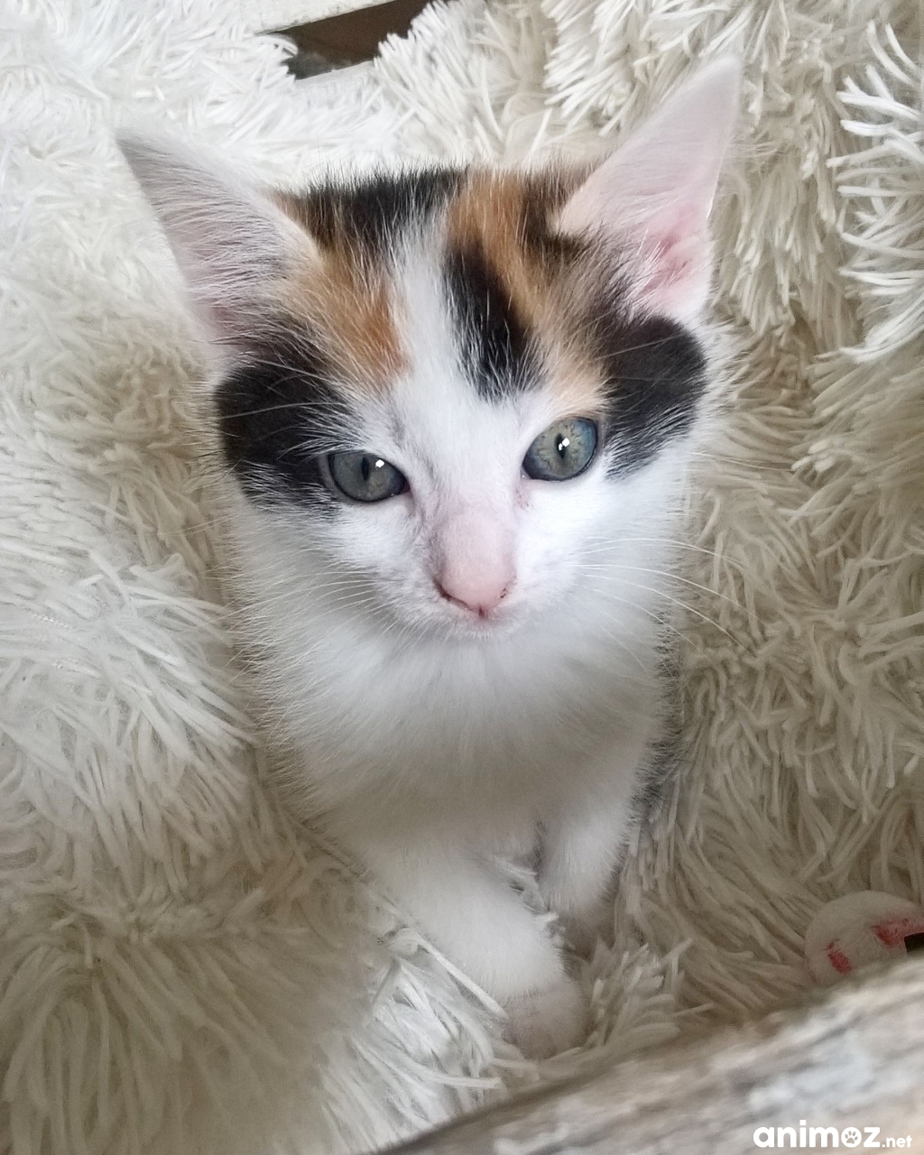 chaton a donner PasdeCalais (62) GRATUIT sur