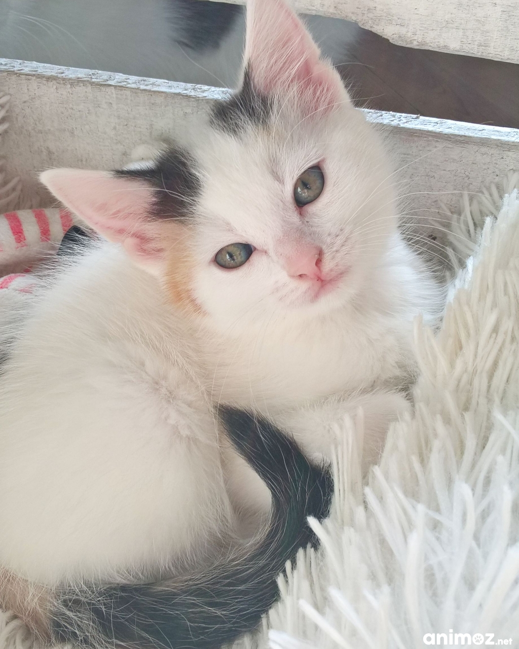 chaton a donner PasdeCalais (62) GRATUIT sur