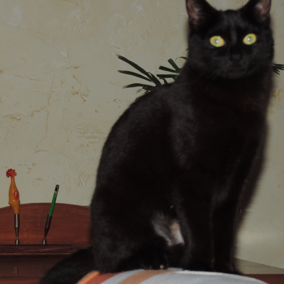 Image pour l'annonce offre chatte noire