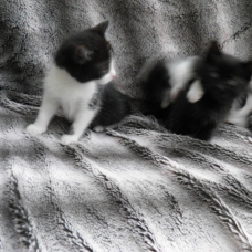 Image pour l'annonce Donne 3 chatons 2 mois
