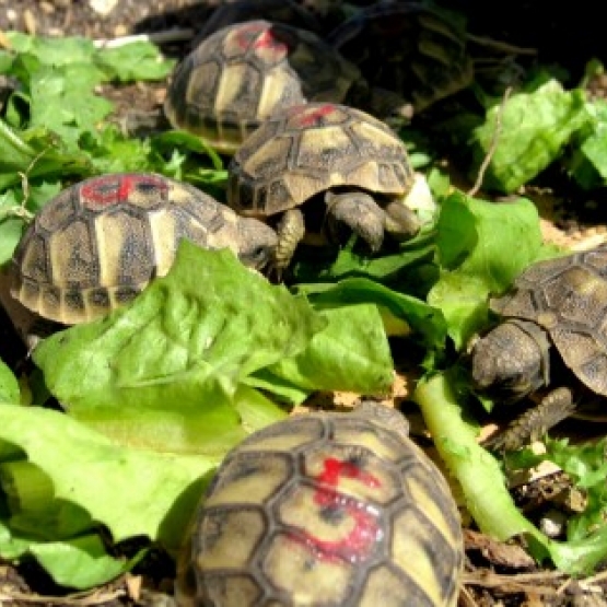 Image pour l'annonce donation de 12 tortue de terre hermann