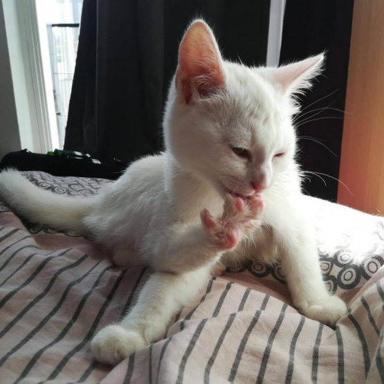 Image pour l'annonce Petite chatonne blanche aux yeux verts adorable