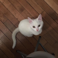 Image pour l'annonce Petite chatonne blanche aux yeux verts adorable