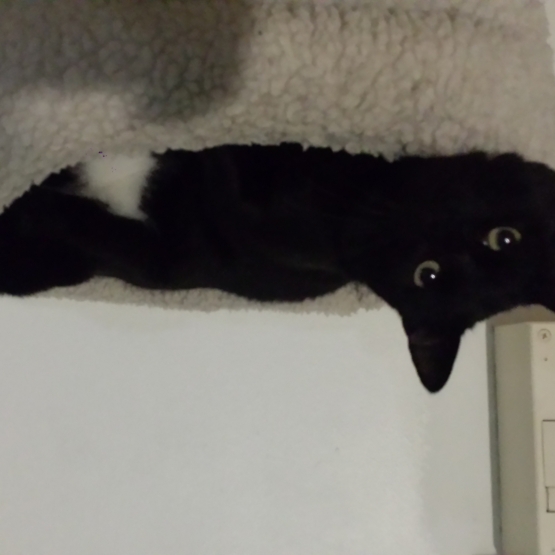 Image pour l'annonce Vends chat noir 1 an et 4 mois mâle