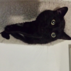 Image pour l'annonce Vends chat noir 1 an et 4 mois mâle