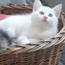 Image pour l'annonce 3 beaux chatons à vendre