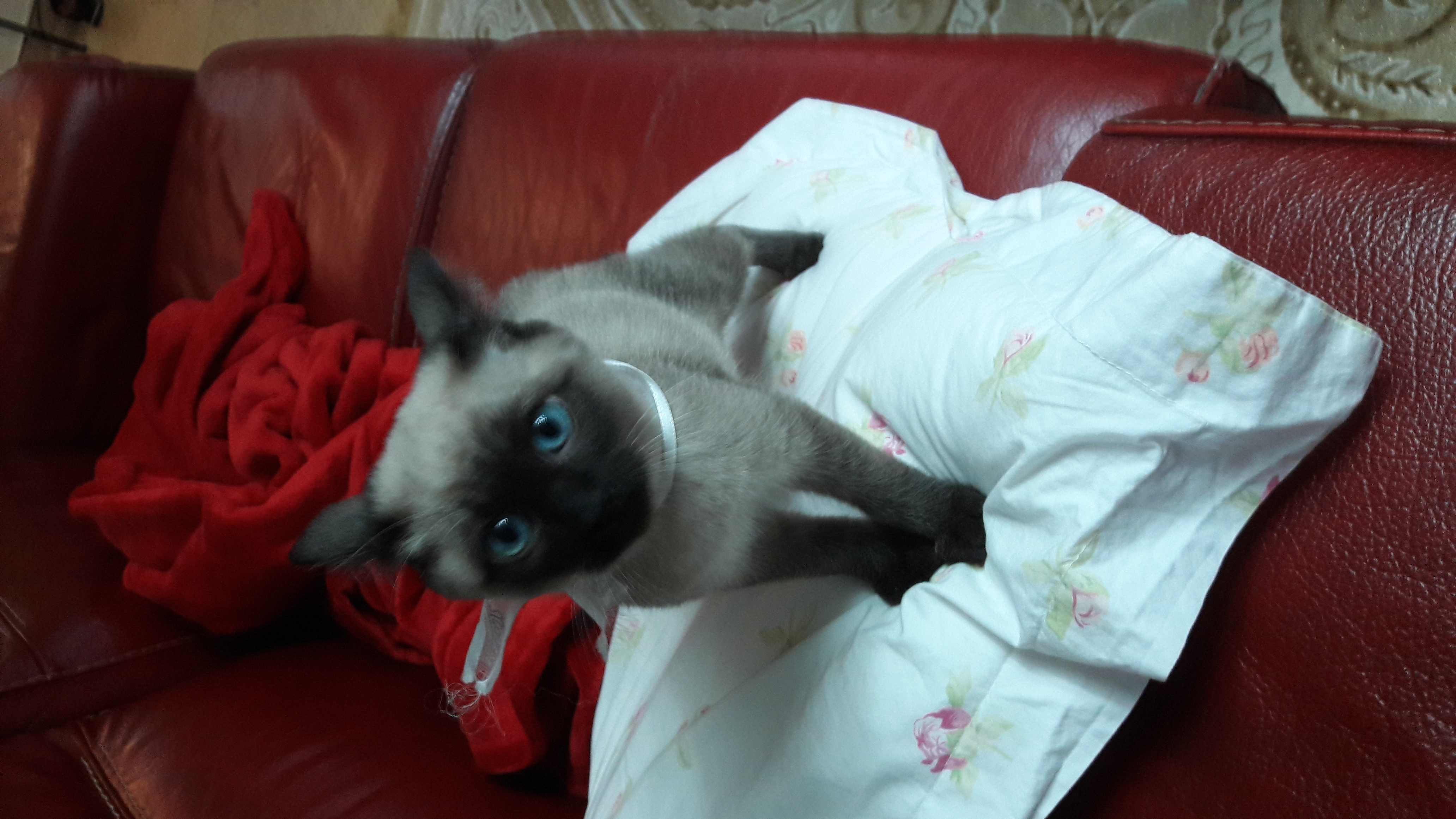 Vends chaton siamois Blue point BouchesduRhône (13) sur